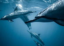 b体育-中国杯彭程/金杨双人滑夺冠 金博洋刷新纪录卫冕